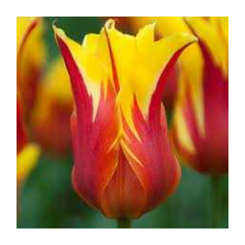 Tulipa Fire Wings Tulipan 'Fire Wings 5 szt.