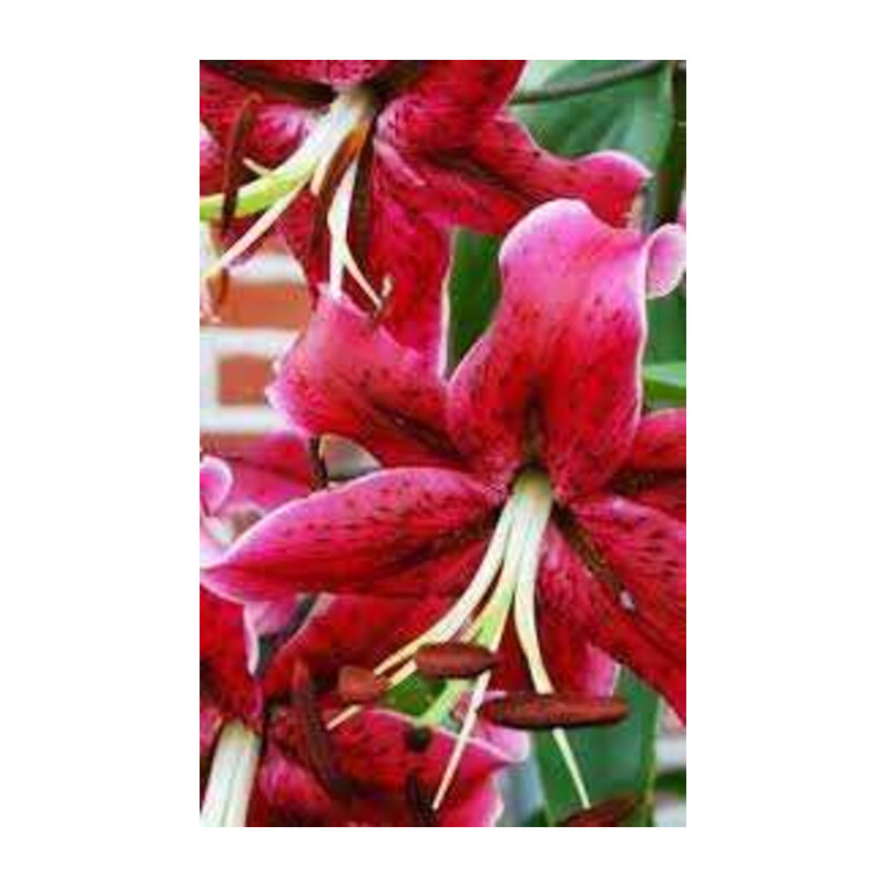 Lilia 'Miss Feya' – Lilium Miss Feya