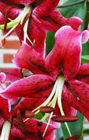 Lilia 'Miss Feya' – Lilium Miss Feya