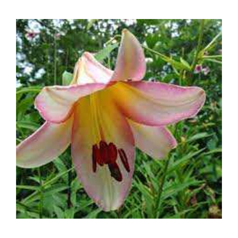 Lilia 'Beijing Moon' 5 szt. – Lilium Beijing Moon