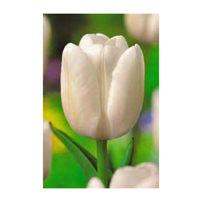 Tulipa Catherina Tulipan 'Catherina'5 szt.