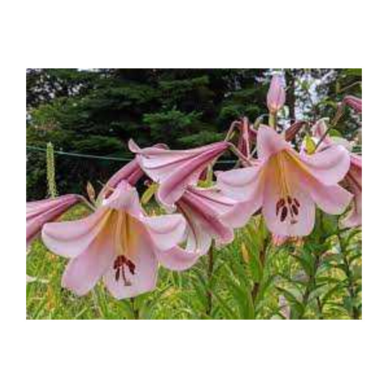 Lilia 'Eastern Moon' 5 szt. – Lilium Eastern Moon