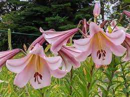 Lilia 'Eastern Moon' 5 szt. – Lilium Eastern Moon