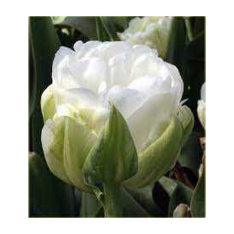 Tulipa Maureen Double Tulipan 'Maureen Double' 5 szt.
