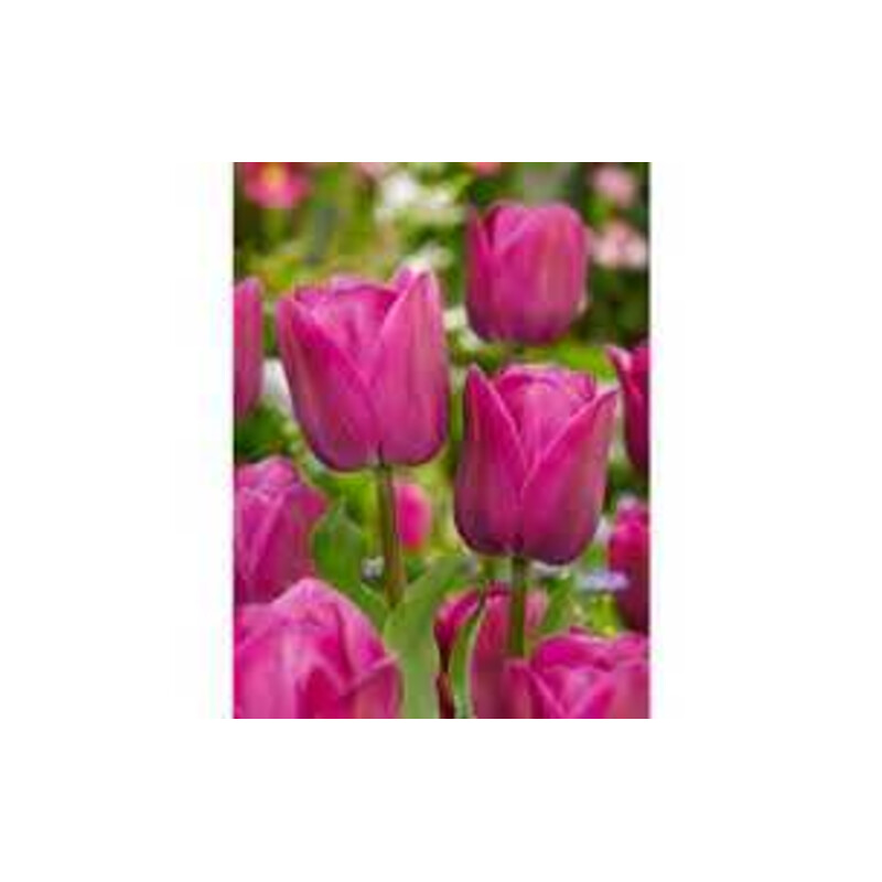 Tulipa Barcelona Tulipan 'Barcelona' 5 szt.