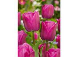Tulipa Barcelona Tulipan 'Barcelona' 5 szt.