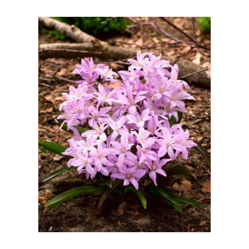 Śnieżnik lśniący 'Rose Queen' 5 szt. – Chionodoxa luciliae Rose Queen