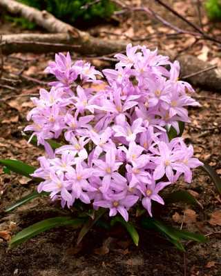Śnieżnik lśniący 'Rose Queen' 5 szt. – Chionodoxa luciliae Rose Queen