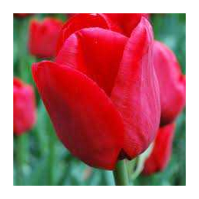 Tulipa Ile De France Tulipan 'Ile De France' 5 szt.