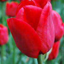 Tulipa Ile De France Tulipan 'Ile De France' 5 szt.