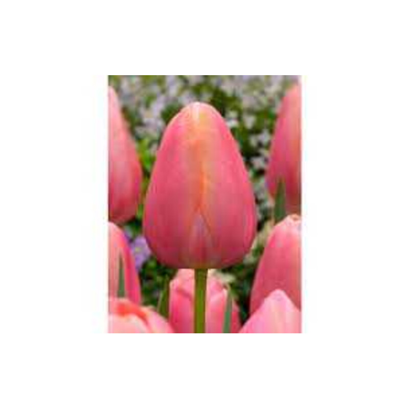 Tulipa Menton Tulipan 'Menton' 5 szt.