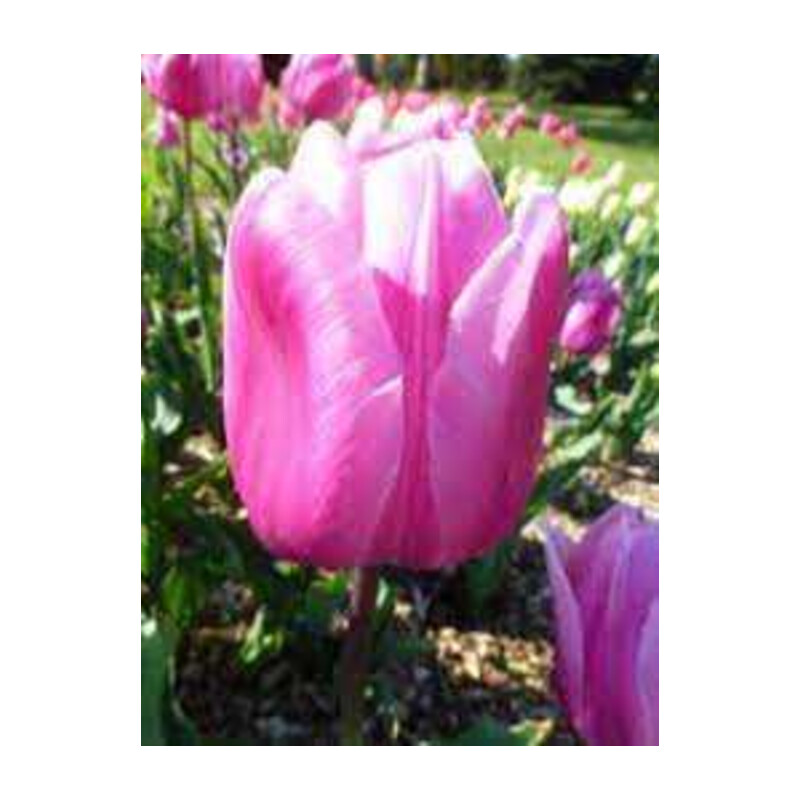 Tulipa Aafke Tulipan 'Aafke' 5 szt.