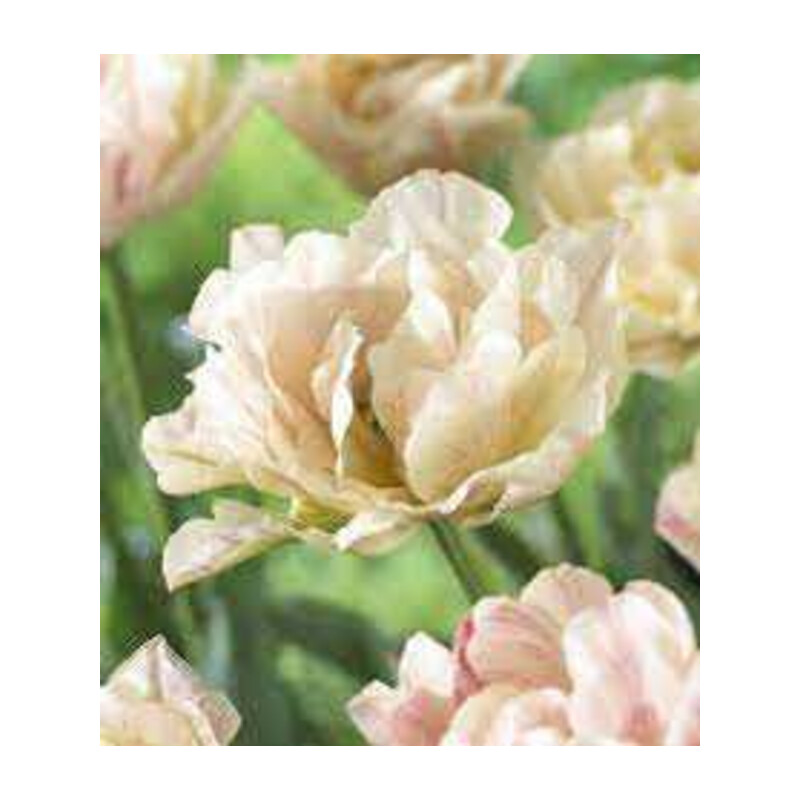 Tulipa Silk Road Tulipan 'Silk Road' 5 szt.