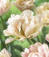 Tulipa Silk Road Tulipan 'Silk Road' 5 szt.