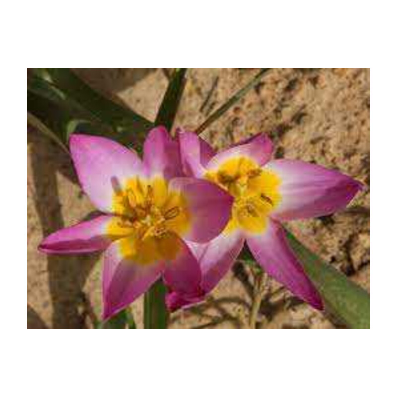 Tulipa Saxatilis Tulipan 'Saxatilis'5 szt.