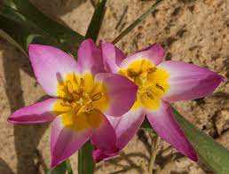Tulipa Saxatilis Tulipan 'Saxatilis'5 szt.