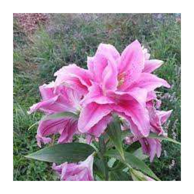 Lilia 'Roselily Patricia' – Lilium Roselily Patricia