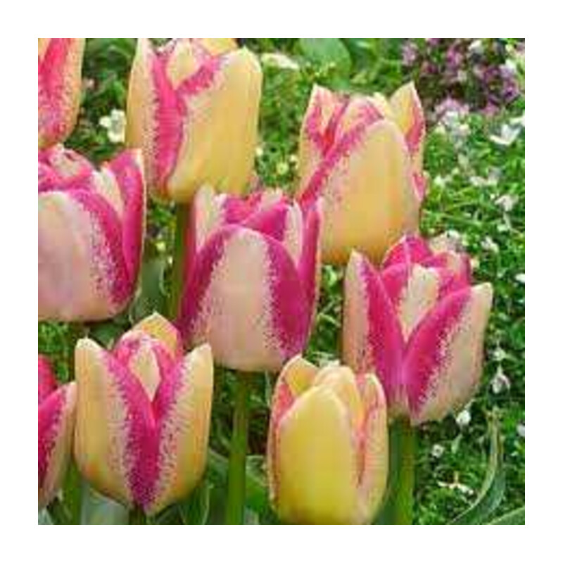 Tulipa Del Piero Tulipan 'Del Piero'5 szt.