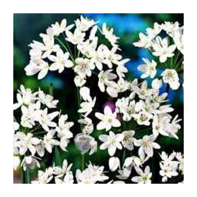 Czosnek Neapolitański 5 szt. – Allium neapolitanum