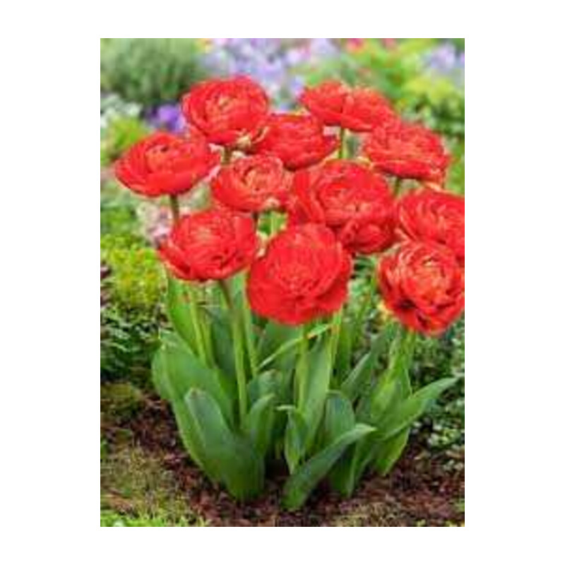 Tulipa Miranda Tulipan 'Miranda' 5 szt.