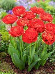 Tulipa Miranda Tulipan 'Miranda' 5 szt.