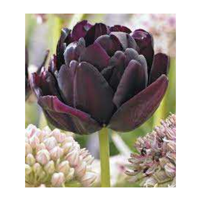 Tulipa Black Hero Tulipan 'Black Hero' 5 szt.