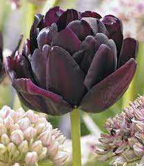 Tulipa Black Hero Tulipan 'Black Hero' 5 szt.
