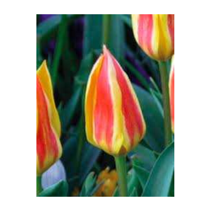 Tulipa Glück Tulipan 'Glück' 5 szt.
