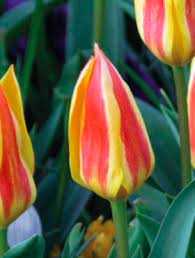 Tulipa Glück Tulipan 'Glück' 5 szt.
