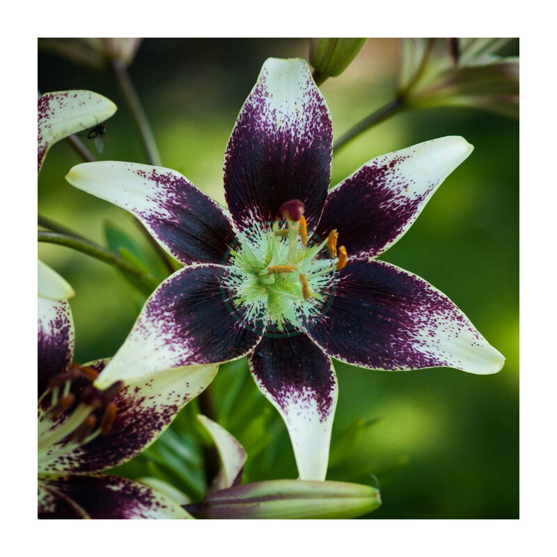 Lilia 'Netty's Pride' 5 szt. – Lilium Netty's Pride