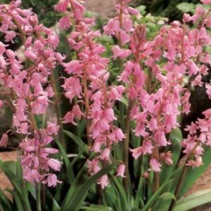 Cebulica hiszpańska różowa 5 szt. – Scilla campanulata