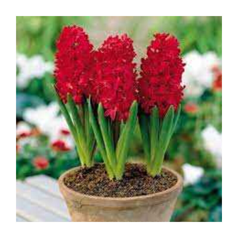 Hiacynt Czerwony 5 szt. – Hyacinthus