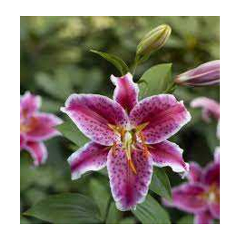 Lilia 'Stargazer' 5 szt. – Lilium Stargazer