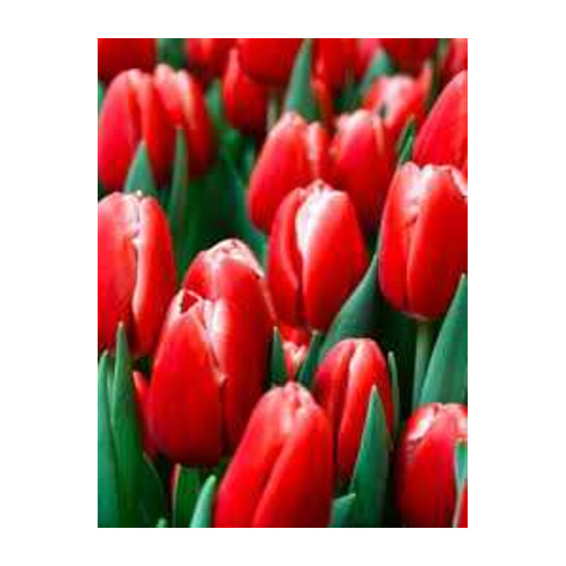 Tulipa Greiga Friendly Fire Tulipan 'Greiga Friendly Fire' 5 szt.