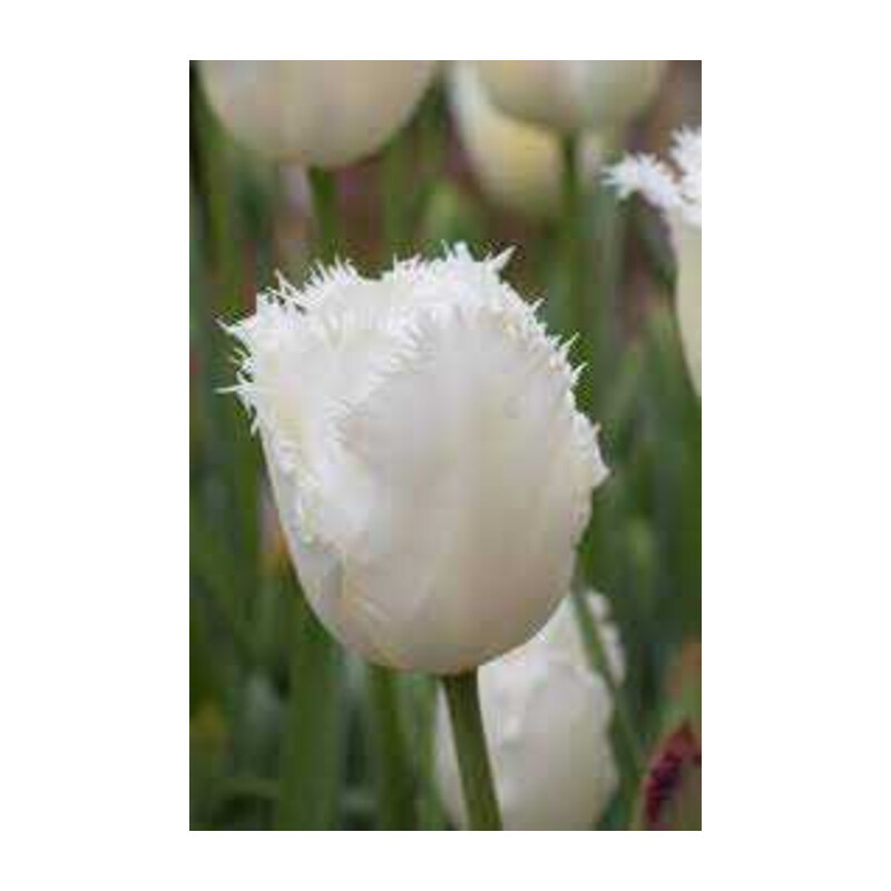 Tulipa Honey Moon Tulipan 'Honey Moon' 5 szt.