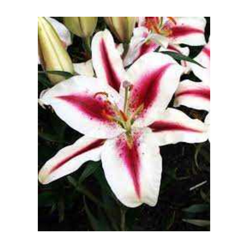Lilia 'Hachi' 5 szt. – Lilium Hachi
