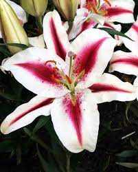 Lilia 'Hachi' 5 szt. – Lilium Hachi