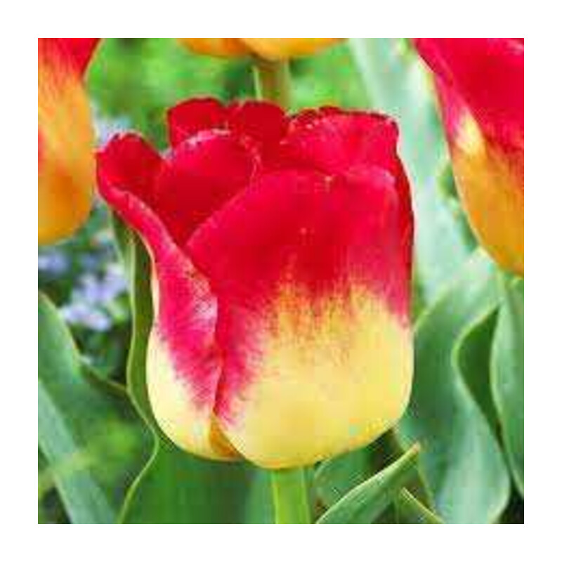 Tulipa Match Tulipan 'Match'5 szt.