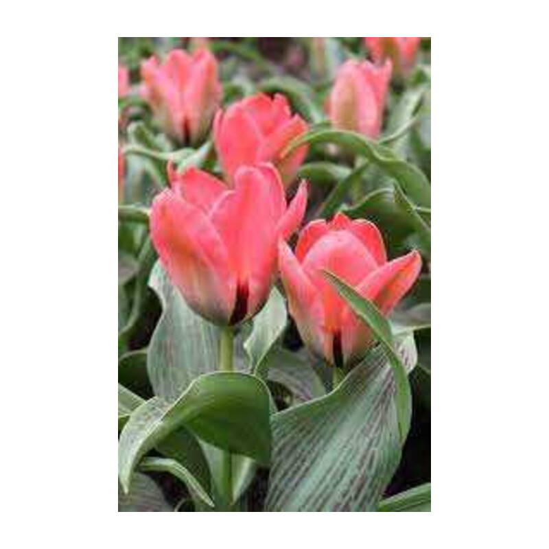 Tulipa Oratorio Tulipan 'Oratorio' 5 szt.