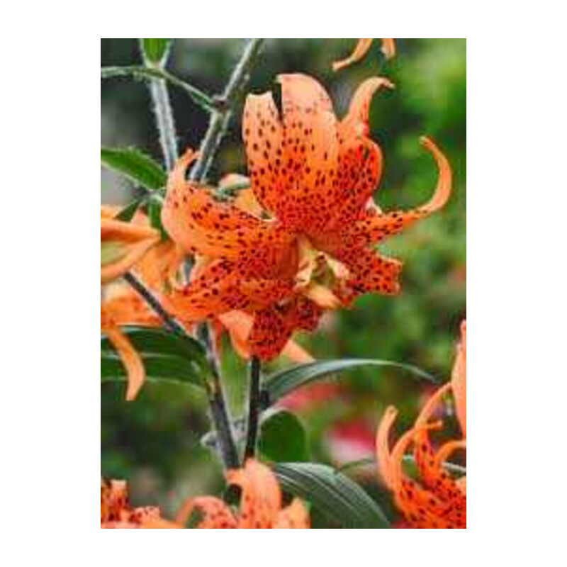 Lilia 'Tigrinum' 5 szt. – Lilium Tigrinum