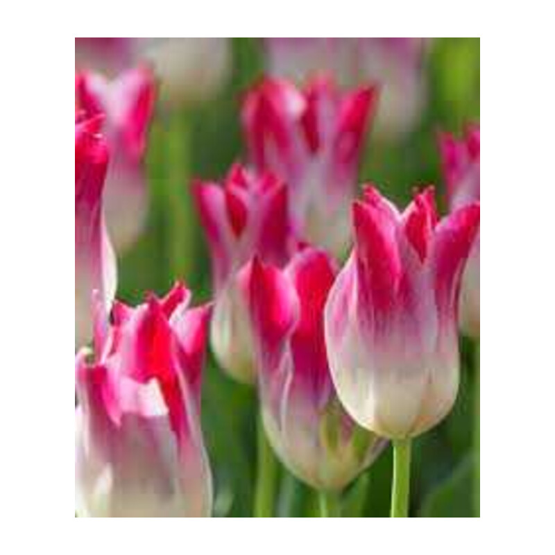 Tulipa Holland Chic Tulipan 'Holland Chic' 5 szt.