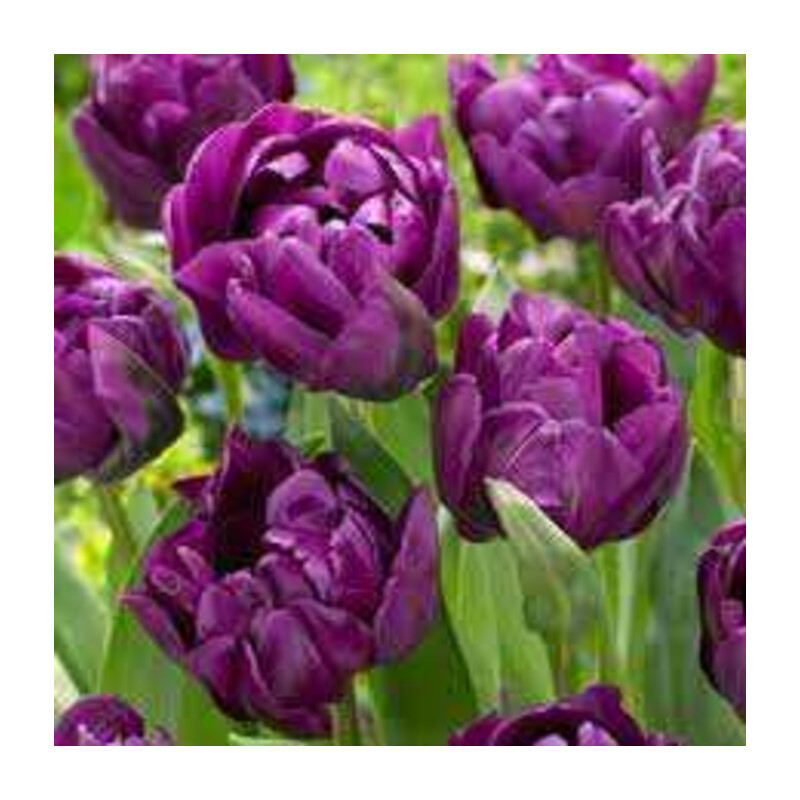 Tulipa Negrita Double Tulipan 'Negrita Double' 5 szt.