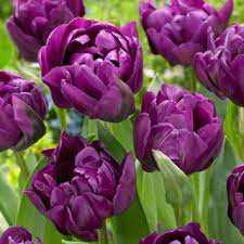 Tulipa Negrita Double Tulipan 'Negrita Double' 5 szt.