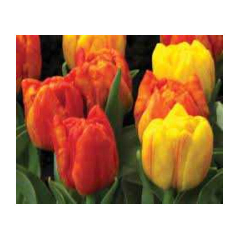 Tulipa Flaming Baby Tulipan 'Flaming Baby' 5 szt.