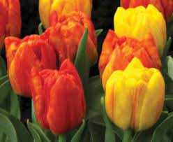 Tulipa Flaming Baby Tulipan 'Flaming Baby' 5 szt.