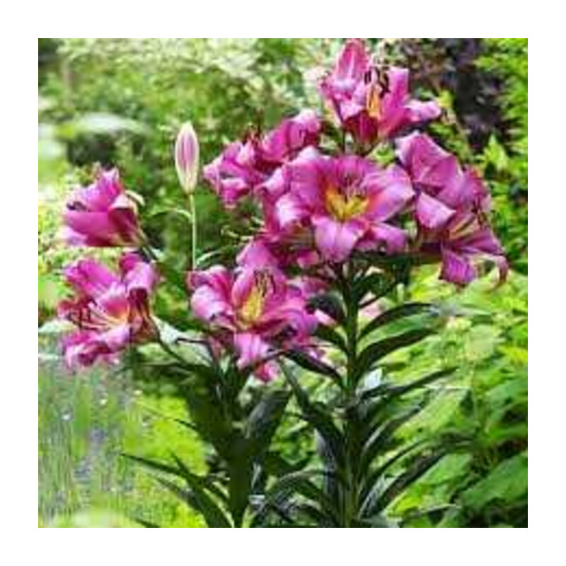Lilia 'Purple Lady' – Lilium Purple Lady