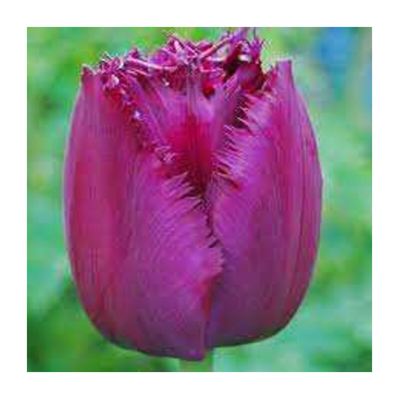 Tulipa Curly Sue Tulipan 'Curly Sue' 5 szt.