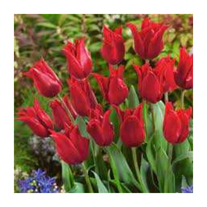 Tulipa Pretty Woman Tulipan 'Pretty Woman' 5 szt.