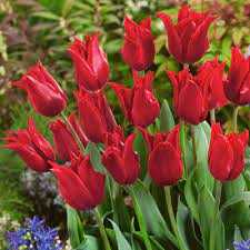 Tulipa Pretty Woman Tulipan 'Pretty Woman' 5 szt.