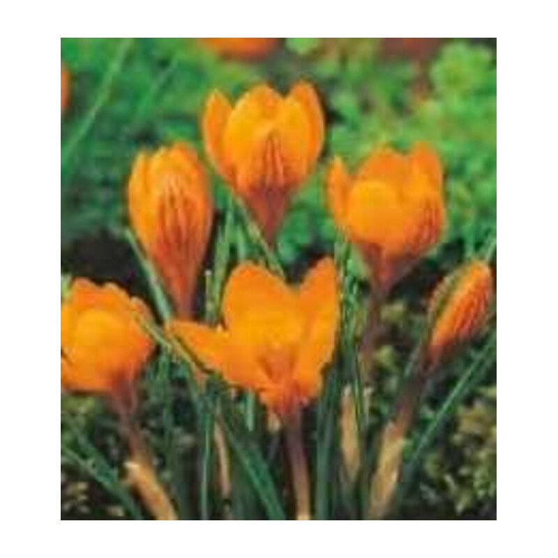 Krokus wiosenny Orange Monarchy pomarańczowy 2 szt.